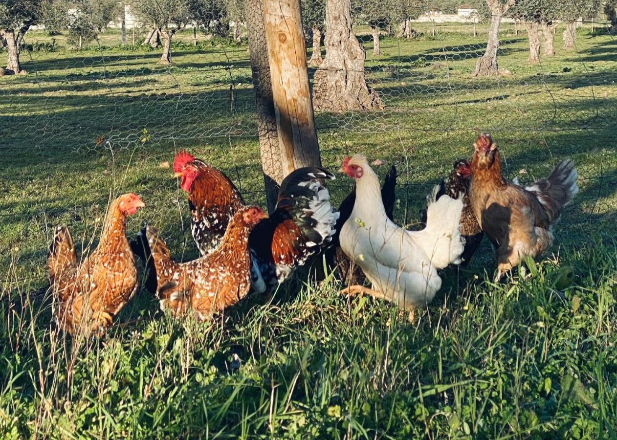 Farm stay Quinta Da Tapada De Sao Pedro