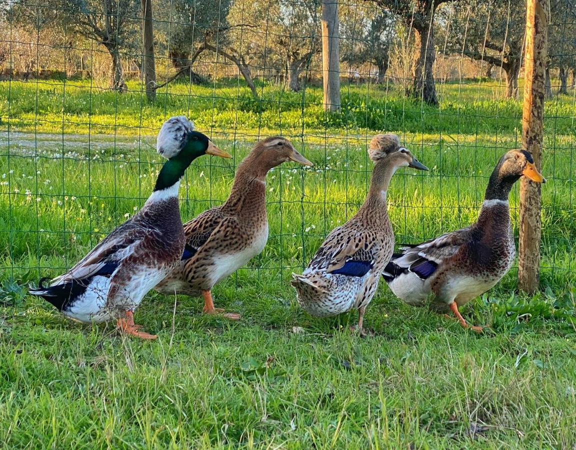 Farm stay Quinta Da Tapada De Sao Pedro *