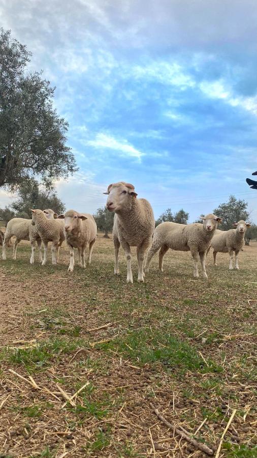 Quinta Da Tapada De Sao Pedro * Vimieiro (Evora)