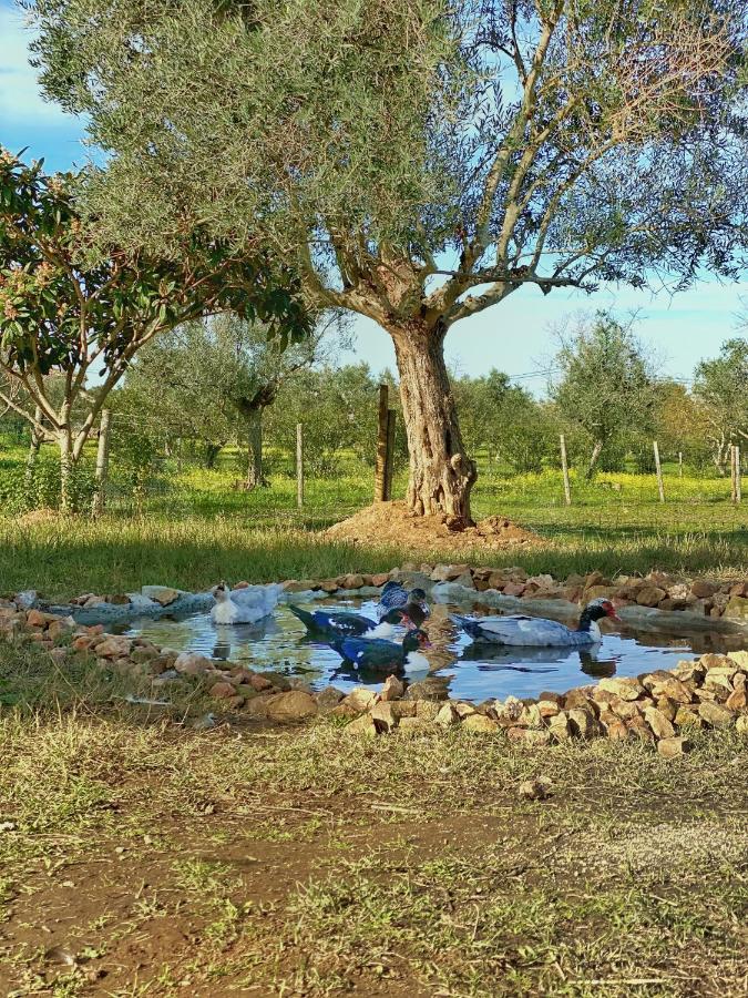 Quinta Da Tapada De Sao Pedro Vimieiro (Evora)